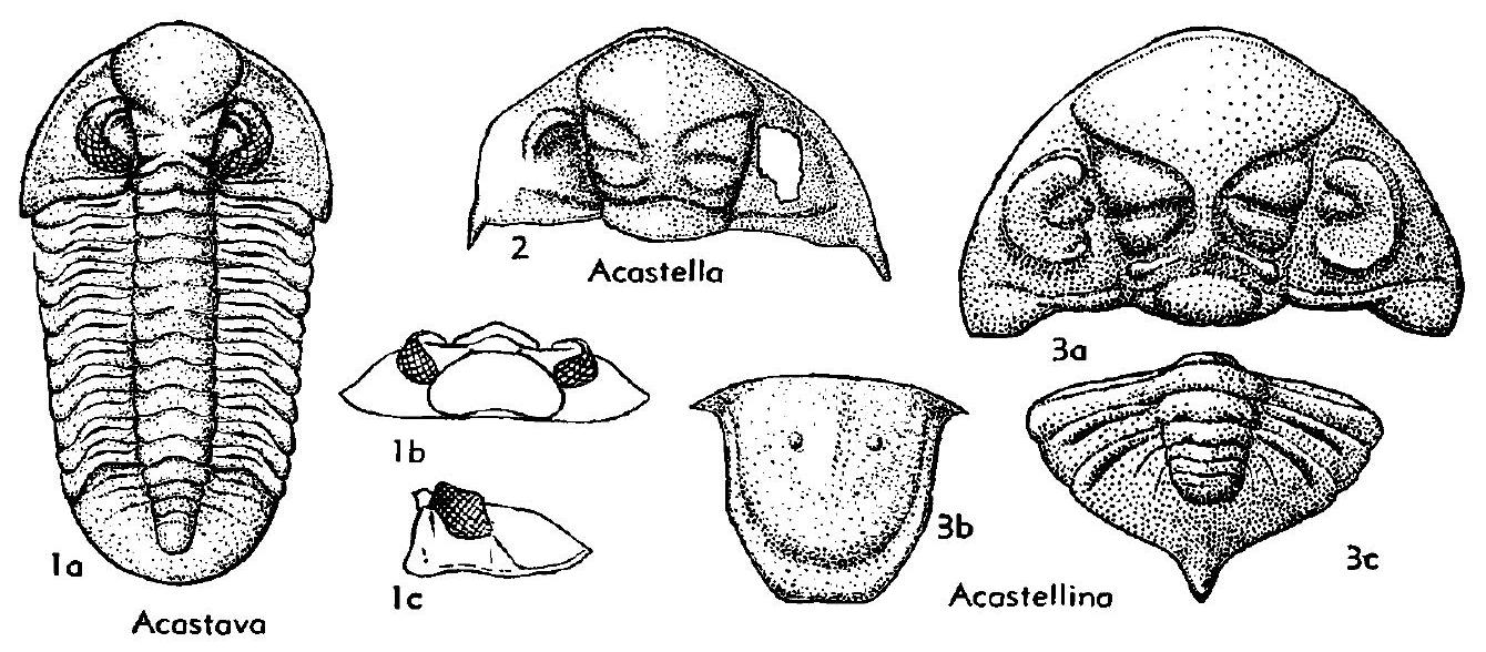 Fossil Image
