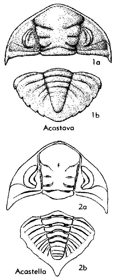Fossil Image