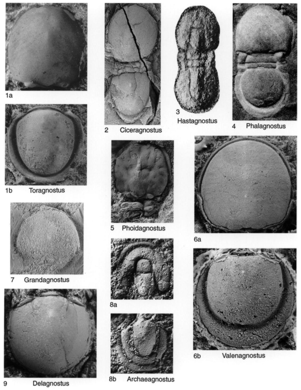Fossil Information