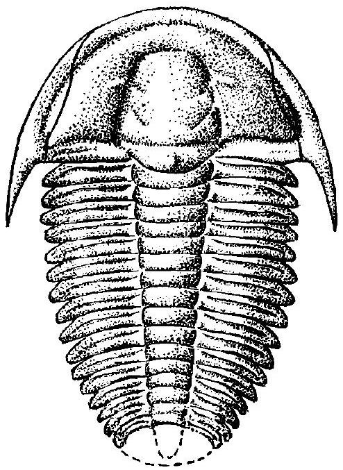 Fossil Image