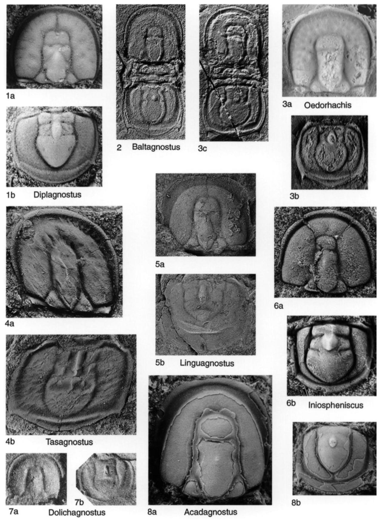 Fossil Image
