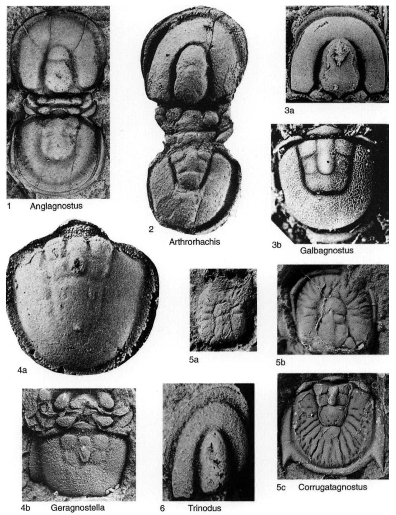 Fossil Image