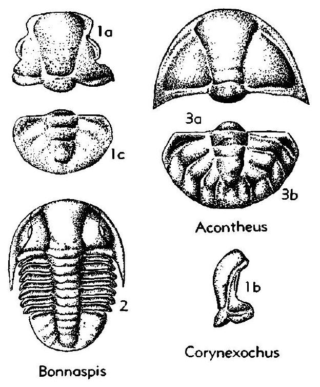 Fossil Image