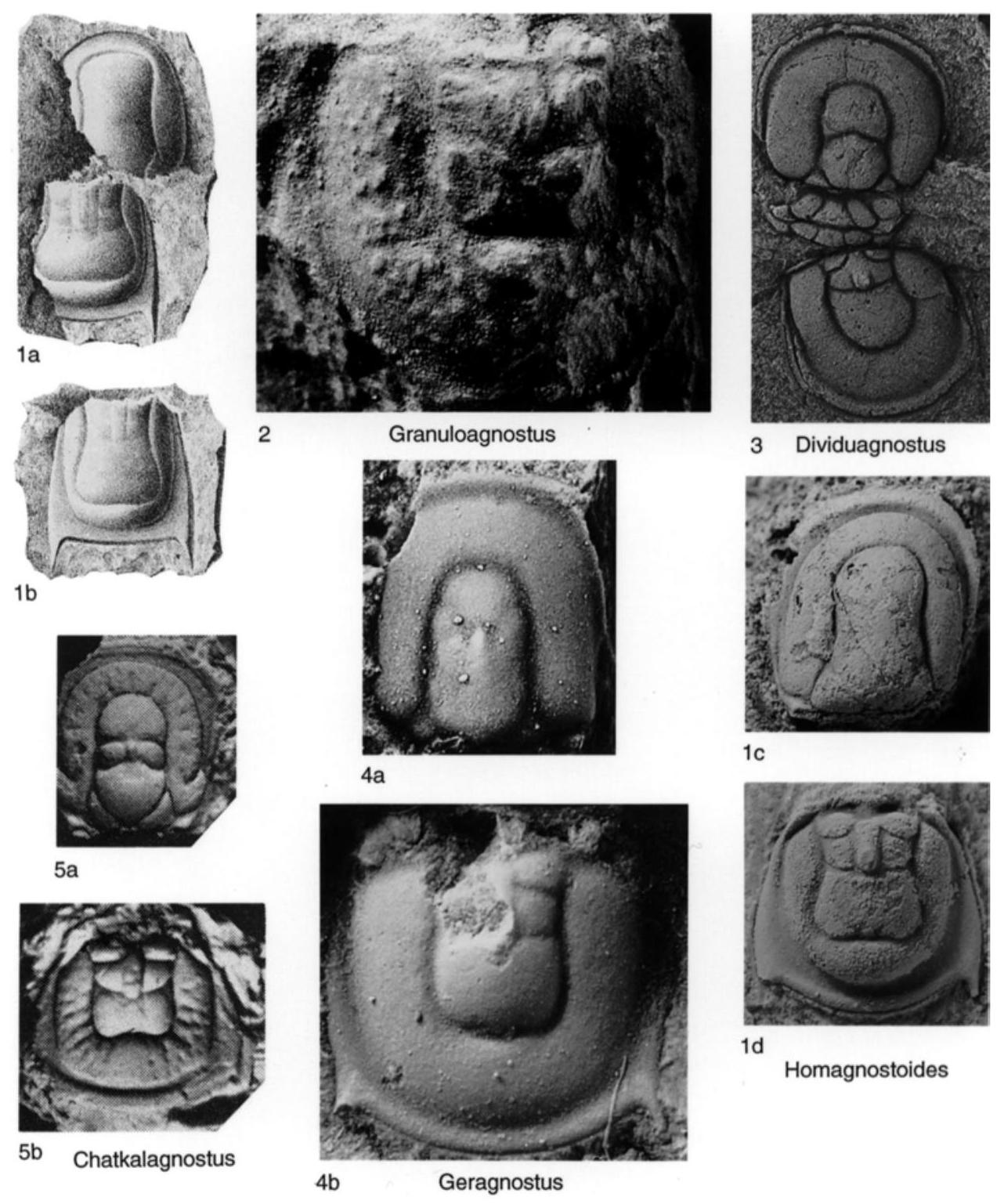 Fossil Image
