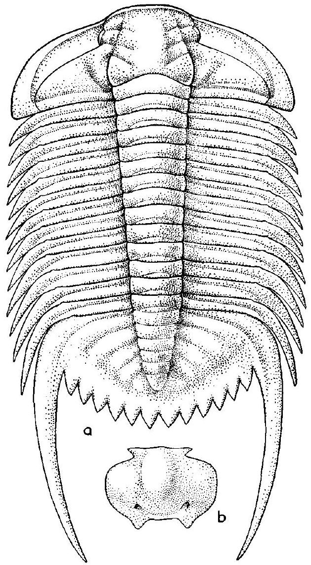 Fossil Image