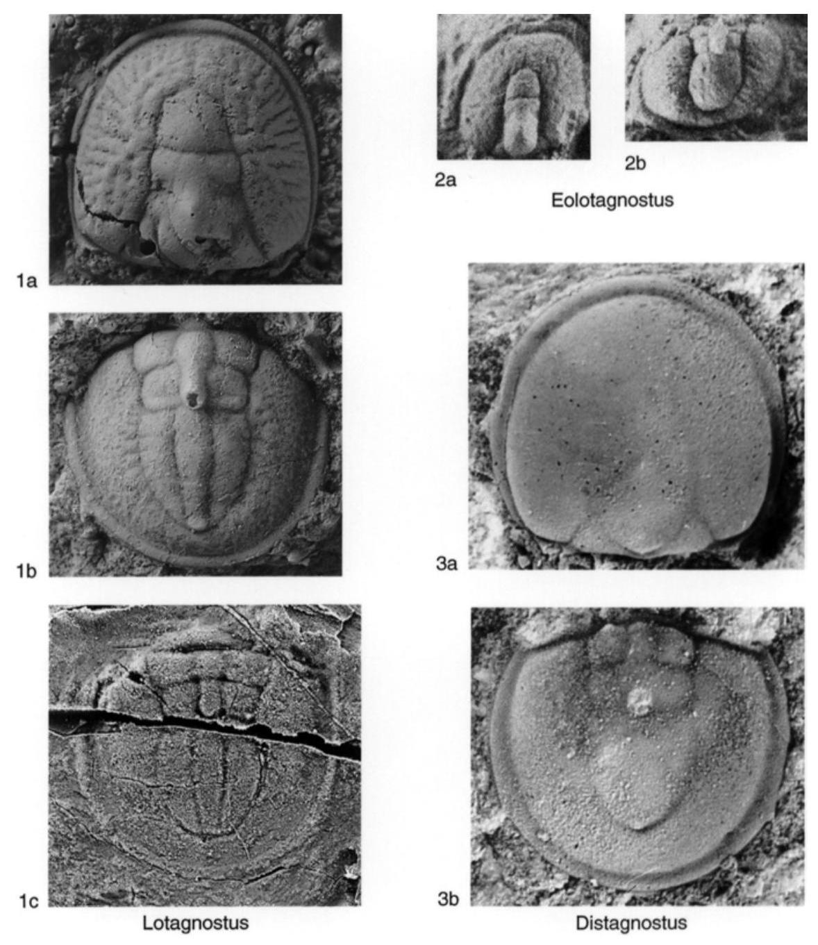 Fossil Image