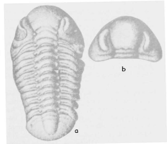 Fossil Image