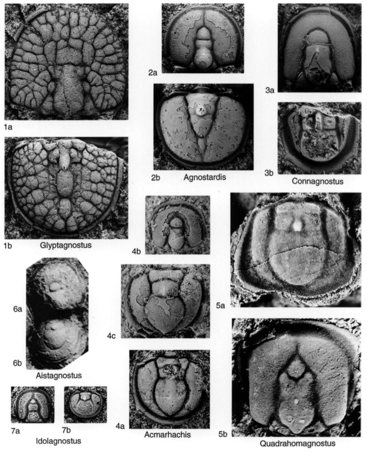 Fossil Image