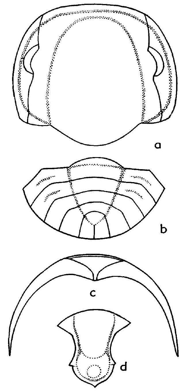 Fossil Image