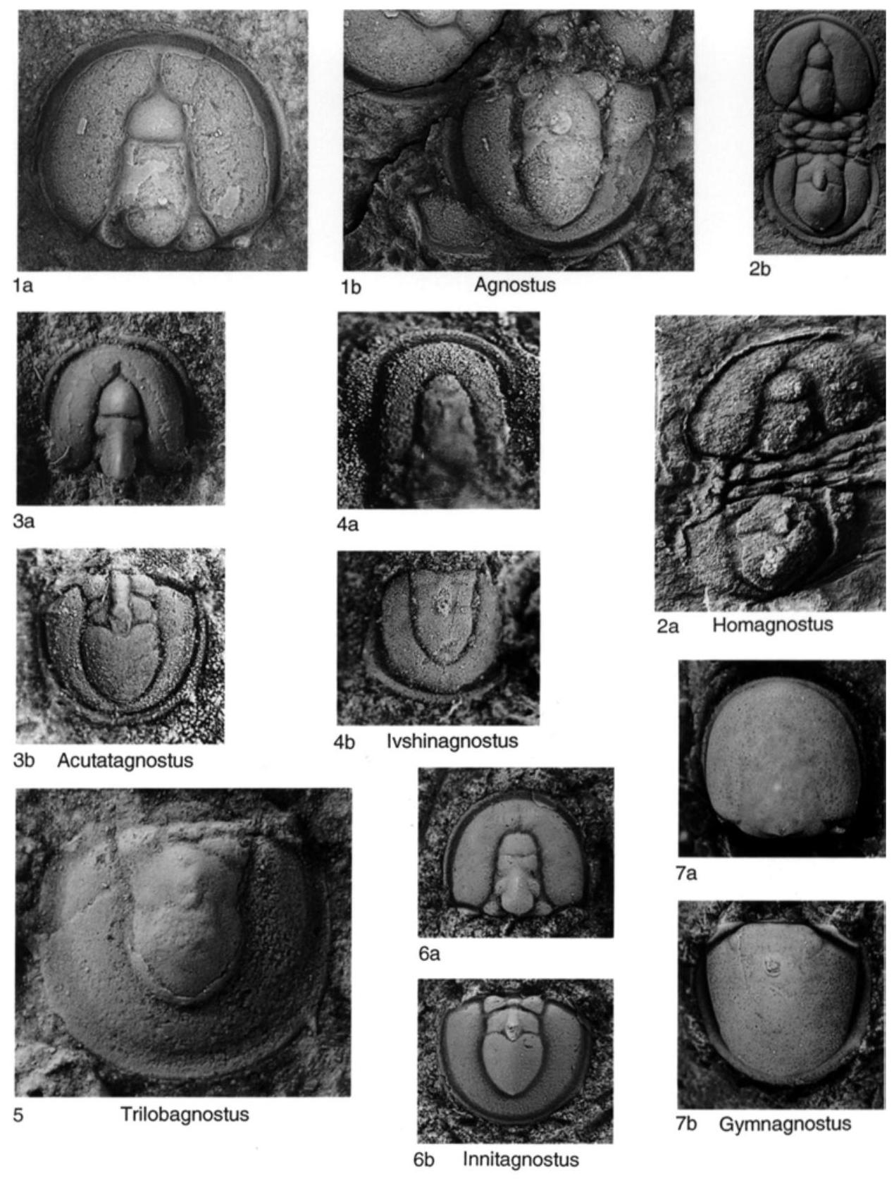 Fossil Image