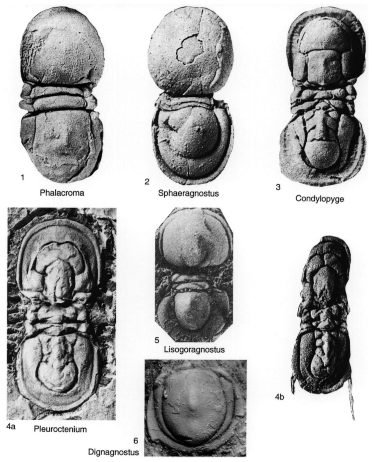 Fossil Image