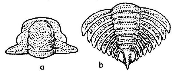 Fossil Image