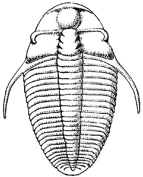 Fossil Image