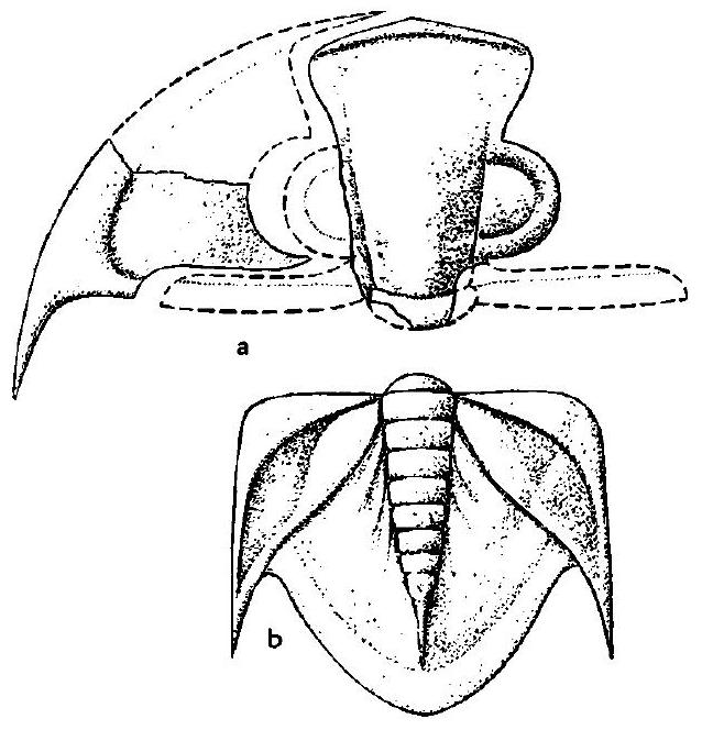 Fossil Image