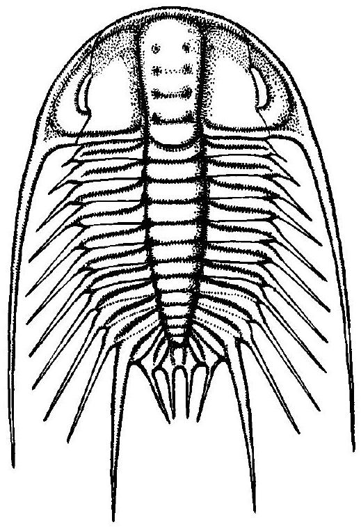Fossil Image