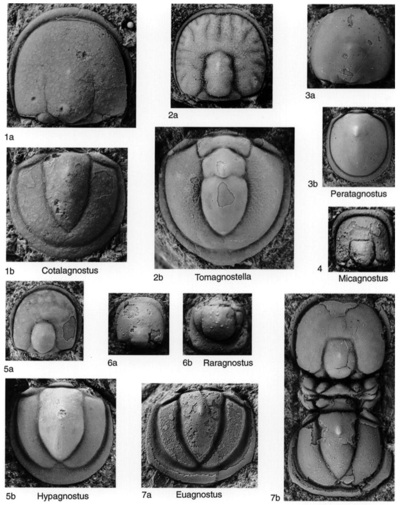 Fossil Image