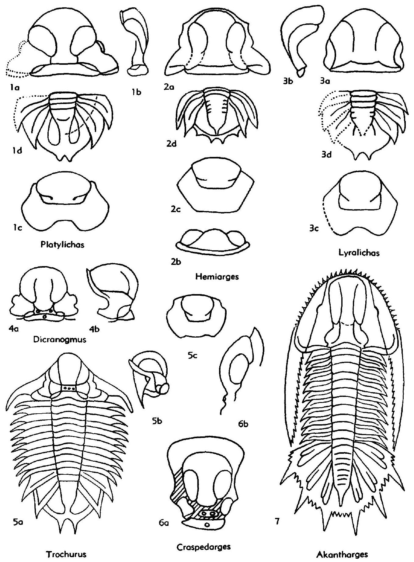 Fossil Image