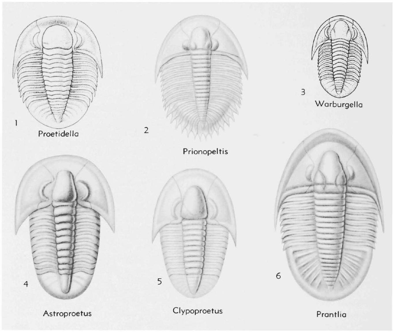 Fossil Image