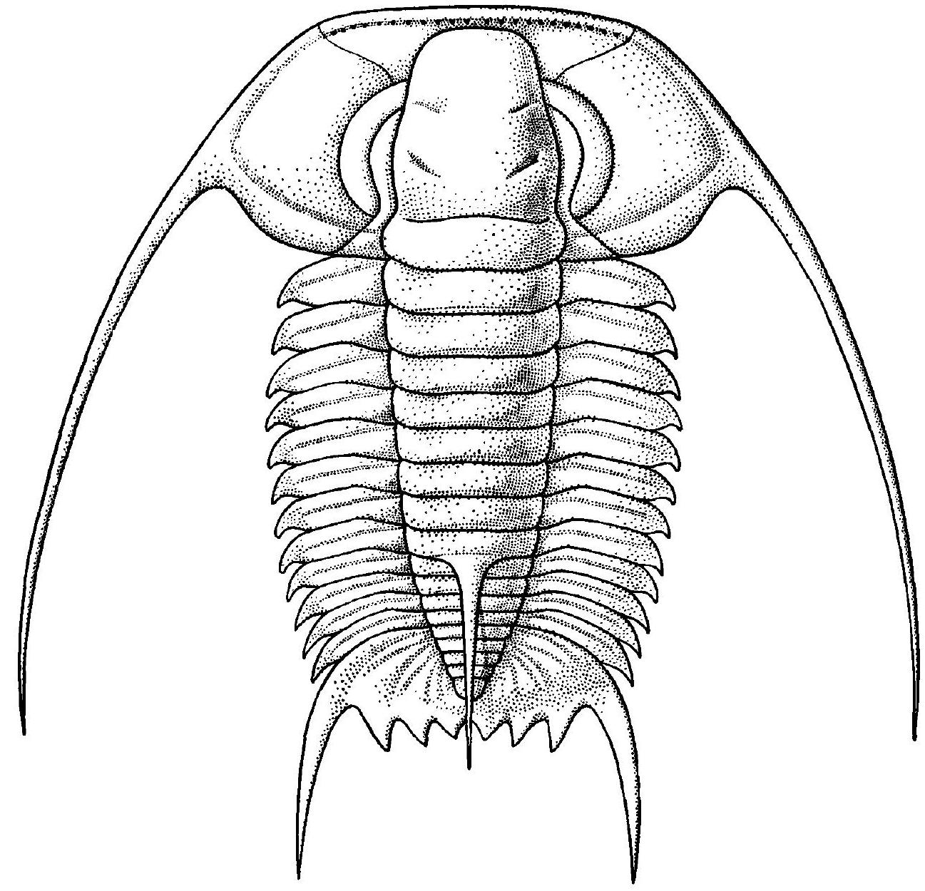 Fossil Image