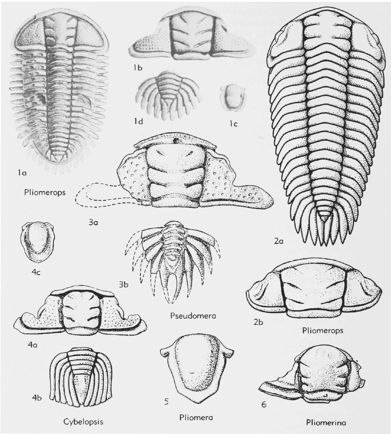 Fossil Image