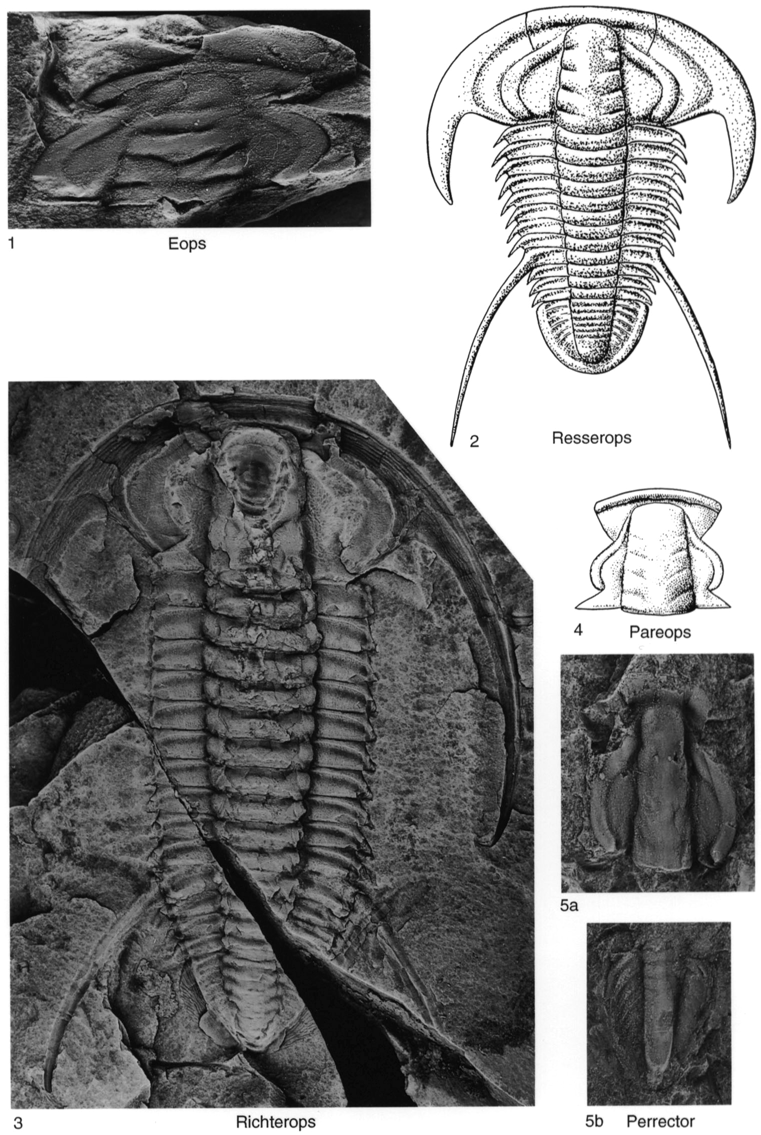 Fossil Information