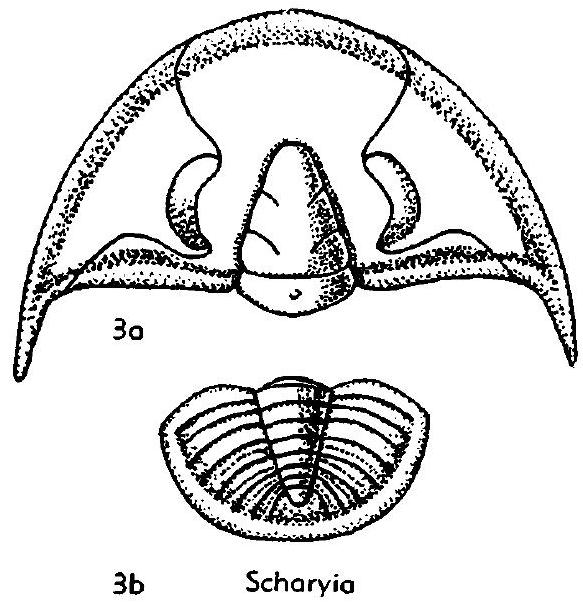 Fossil Image