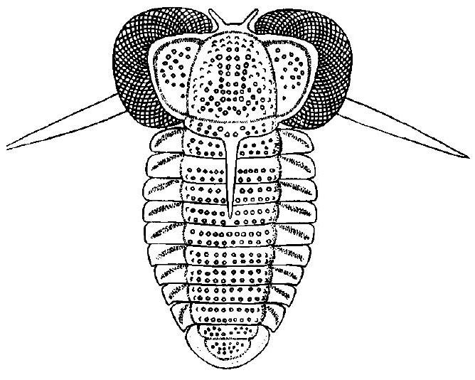 Fossil Image