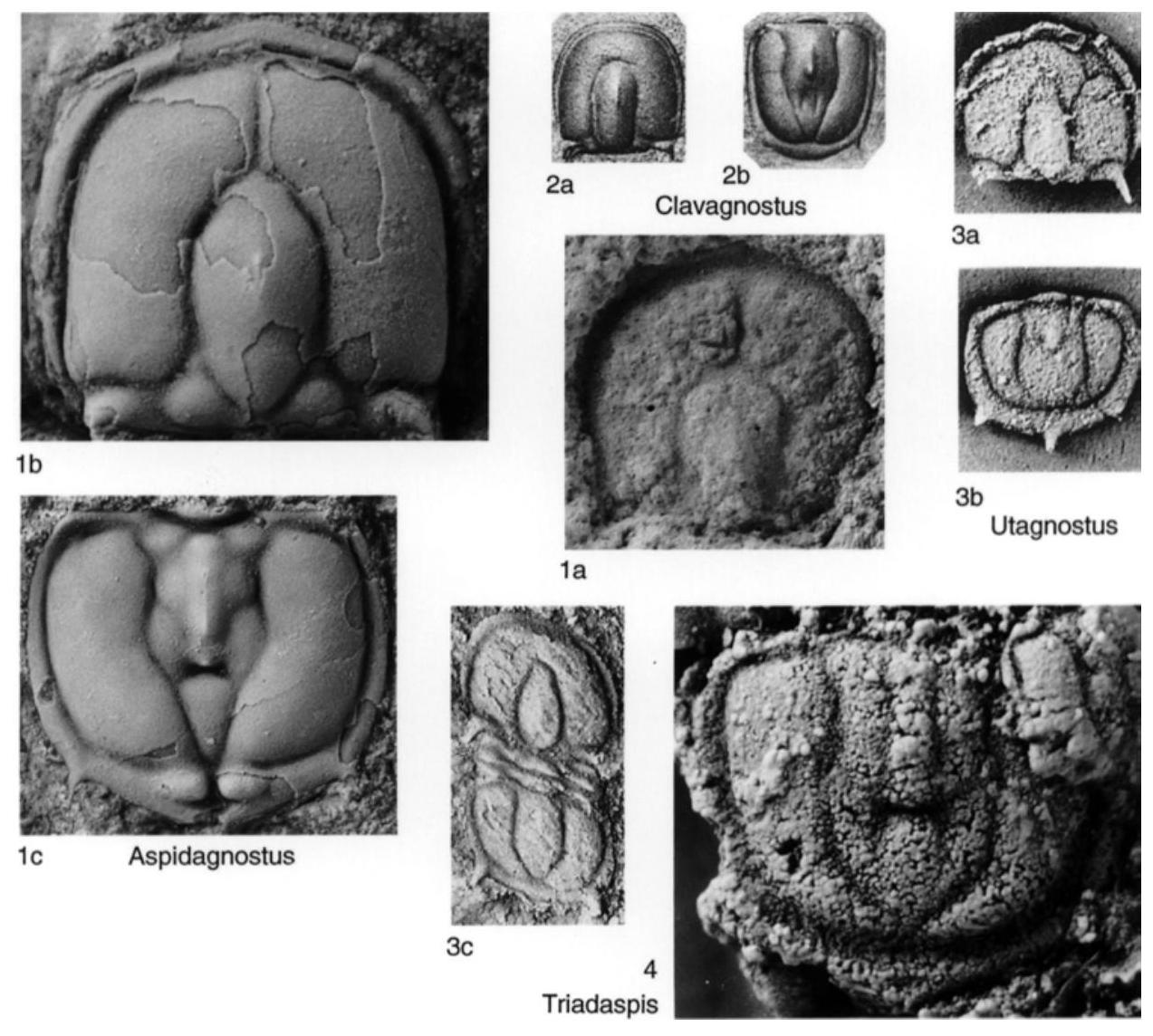 Fossil Image
