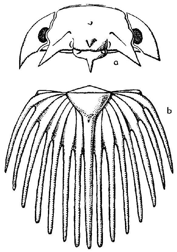 Fossil Image