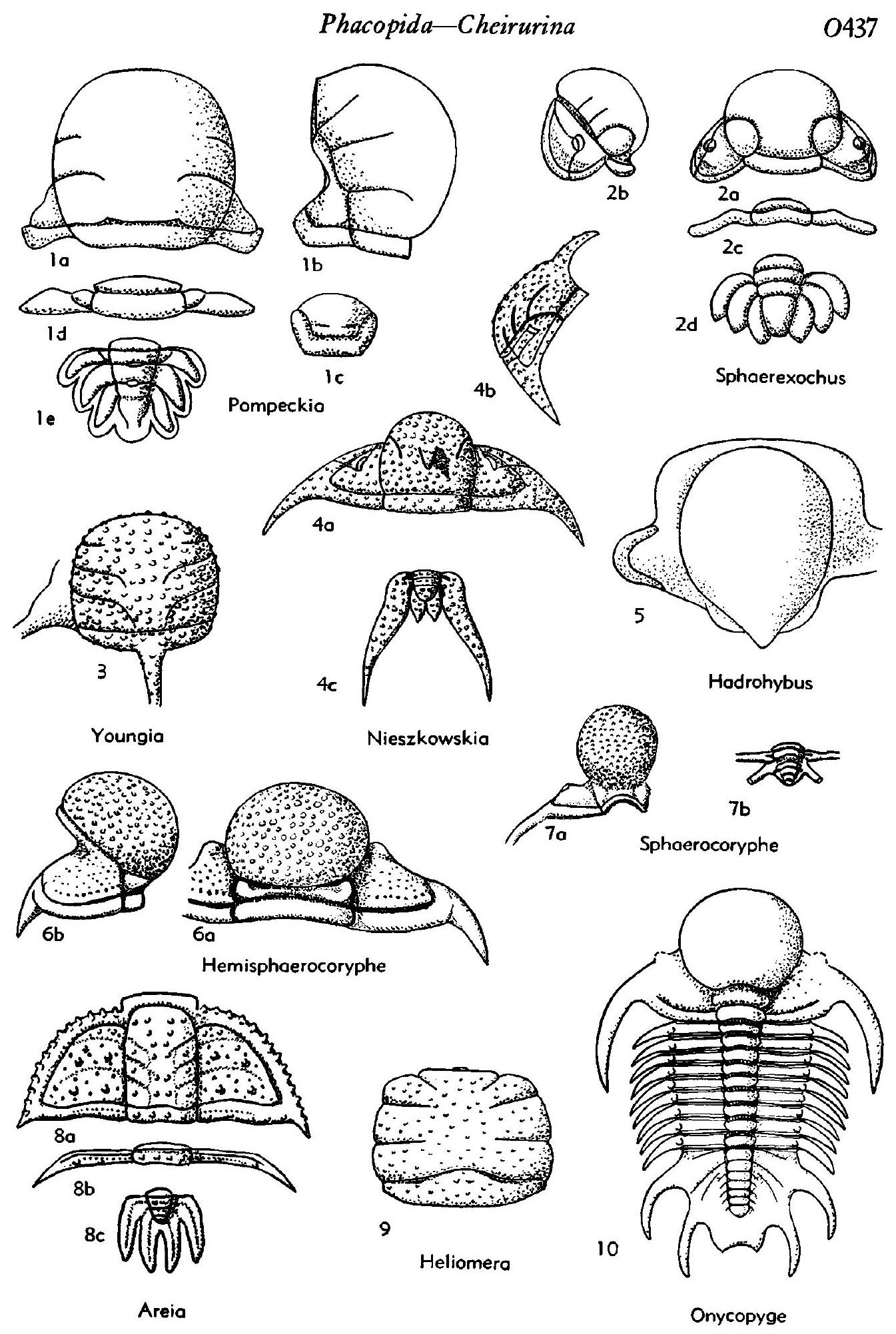 Fossil Image